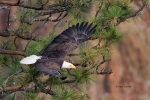 Bald-Eagle;Eagle;Flying-Bird;Haliaeetus-leucocephalus;One;Photography;action;act